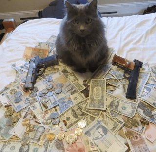 Cat money 