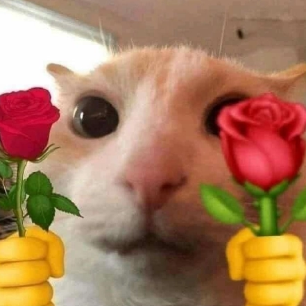 Cat roses