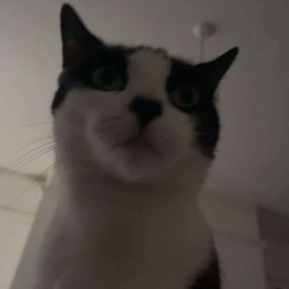 litchie server mascot