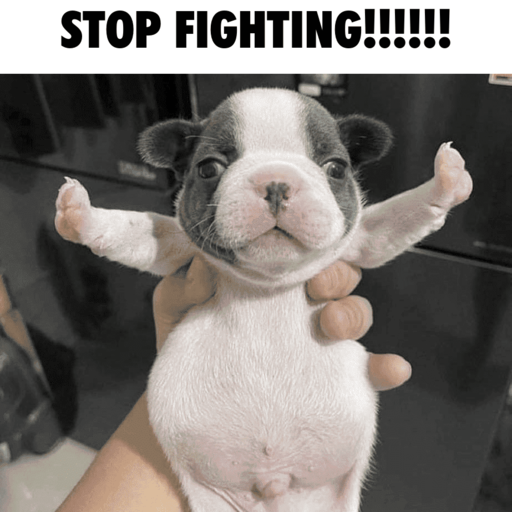 stop fighting /snore