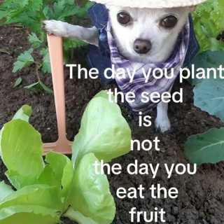 The day you plant the seed