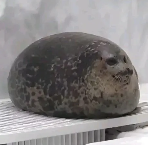 Seal3 Discord sticker