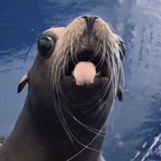 wave sealion 