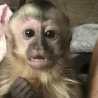 MONKEYOMG Discord sticker