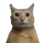 big cat ong Discord sticker