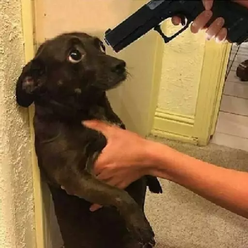 Gun dog Discord sticker
