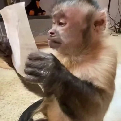 monkey reading Discord sticker
