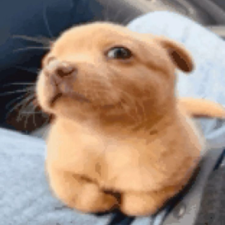 /h1t cachorrinho sei