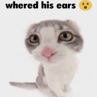 whered his ears Discord sticker