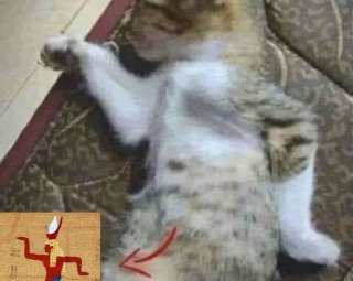 egypt cat