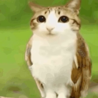 meowl  | .gg/cinnabun