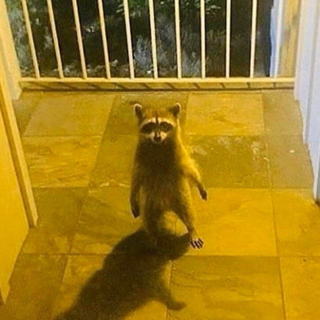 raccoon 