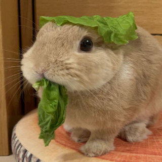 viper bunny .gg/pakistan