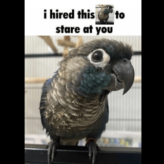 Conure stare