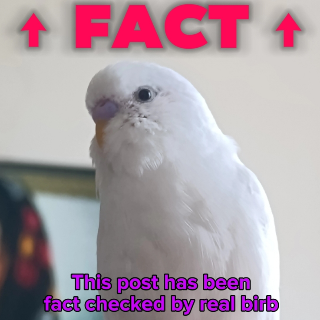 Fact check birb
