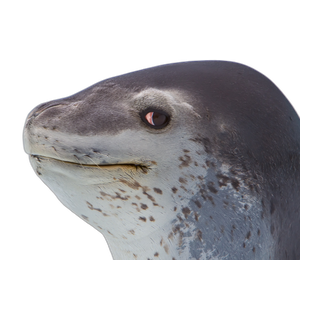 Seal Sideye /fluffy Discord sticker
