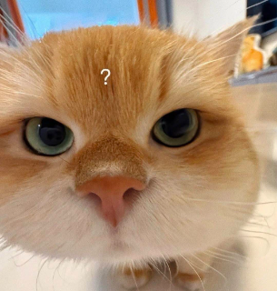 cat wot Discord sticker