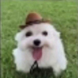 Feli