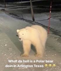 Polar Bear Discord sticker