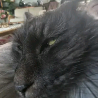 Sookie sideeye Discord sticker