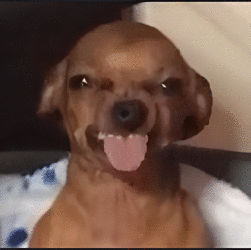 dogtongueout .gg/giph Discord sticker