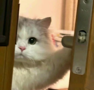 Hi  Discord sticker