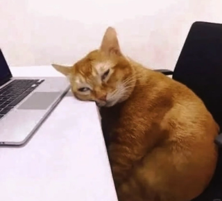 Sleepy cat Discord sticker