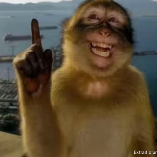 Monkey Discord sticker