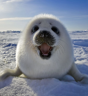 Happy Seal Discord sticker