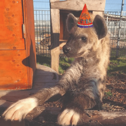 Birthday Yeen Discord sticker