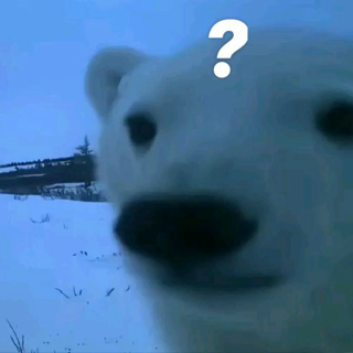 Confused Polar Bear Discord sticker