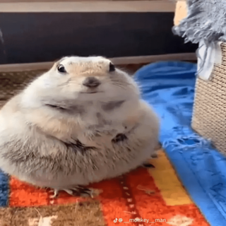 hamster Discord sticker
