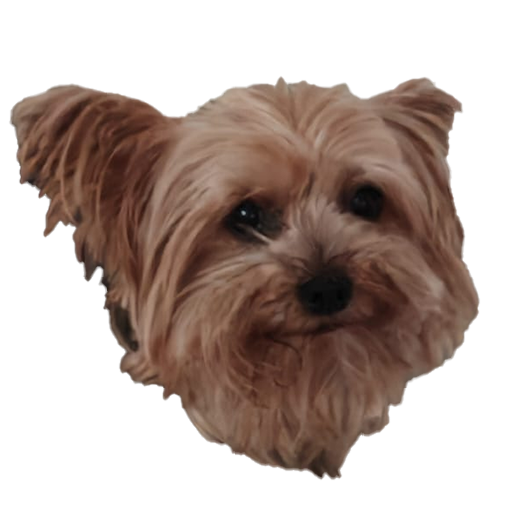 dog Discord sticker