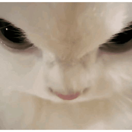Cat Sideye Discord sticker