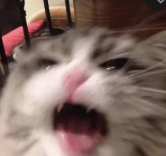 Pusa Ka Gahanawa Discord sticker