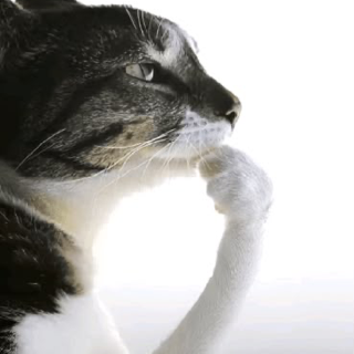 thinking cat Discord sticker