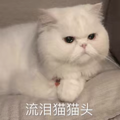 cat crying Discord sticker