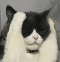 cat frustrated Discord sticker