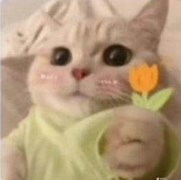 cat flowers Discord sticker