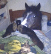 Cavalo Discord sticker