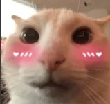 cutie Discord sticker