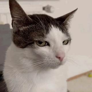 Cat hmm Discord sticker