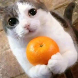 cat orange  Discord sticker
