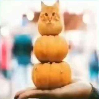 Pumpkin cat Discord sticker