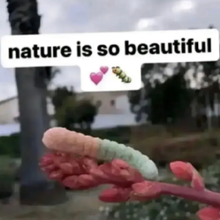 Nature is so beautiful 💕🐛 Discord sticker