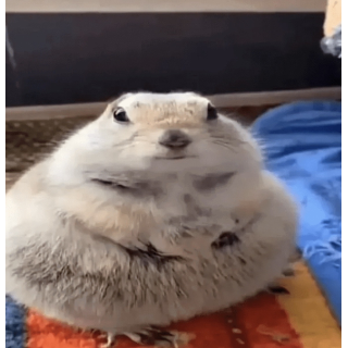 FatChipmunk Discord sticker