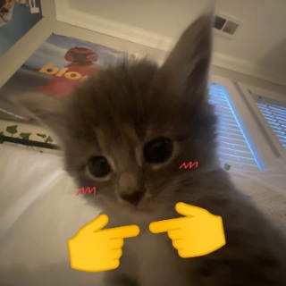 Catblushing Discord sticker