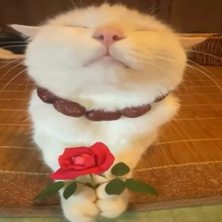 RoseCat Discord sticker