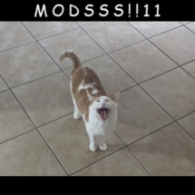 cat call mods Discord sticker