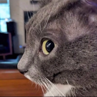 cat side eye Discord sticker